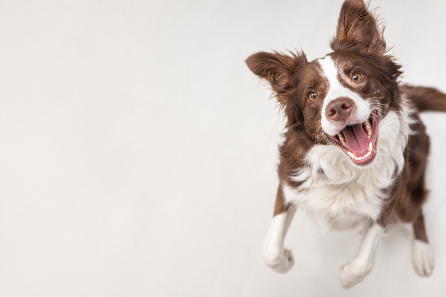 Happy brown and white dog on a light gray background
